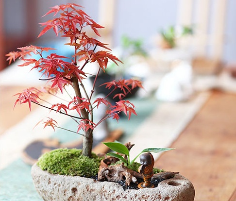 红枫树盆景，简约美观盆景图片