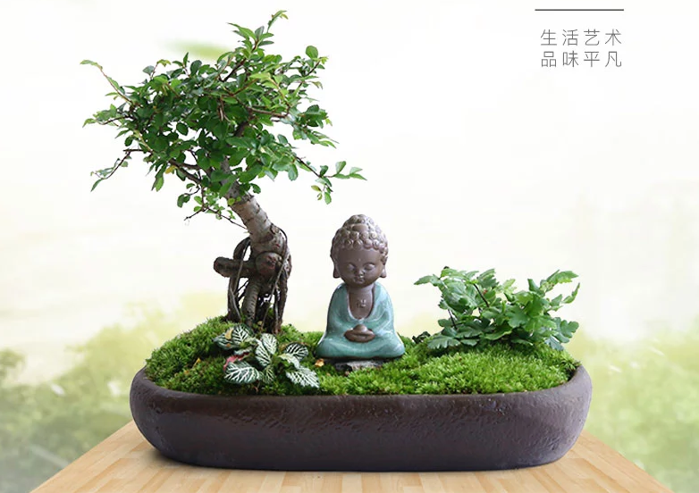 禅意桑榆树组合盆栽，菖蒲绿植盆景图片