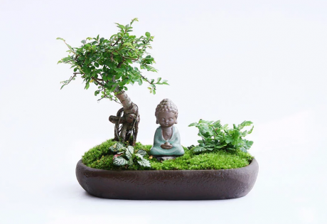 禅意桑榆树组合盆栽，菖蒲绿植盆景图片
