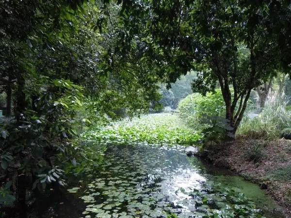 杭州西溪湿地不一样的风景