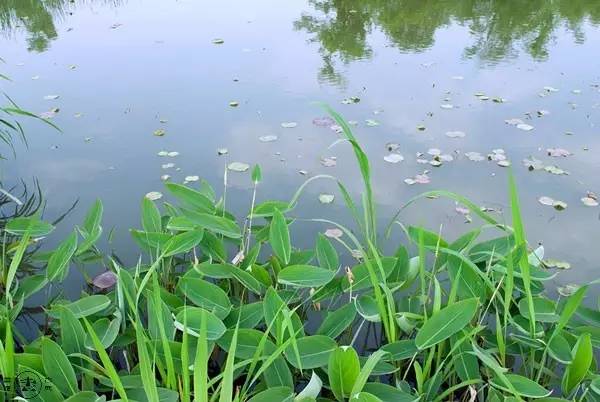 杭州西溪湿地不一样的风景