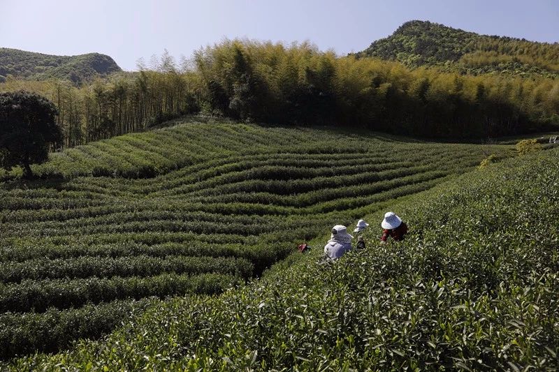 莫干山·梵谷，回归自然的日子才是最难得