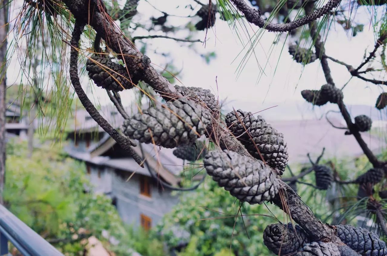 松赞丽江林卡，历经千百年岁月流淌的历史古建