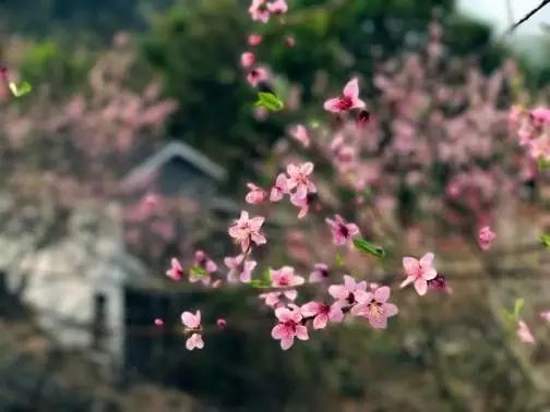 桃花壹号，静下来品味生活最美的那一面