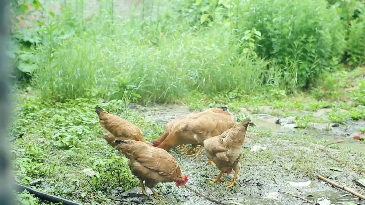 鳴林民宿，穿越千山万水魂牵梦索的只有家乡