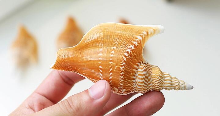 天然贝壳海螺珊瑚