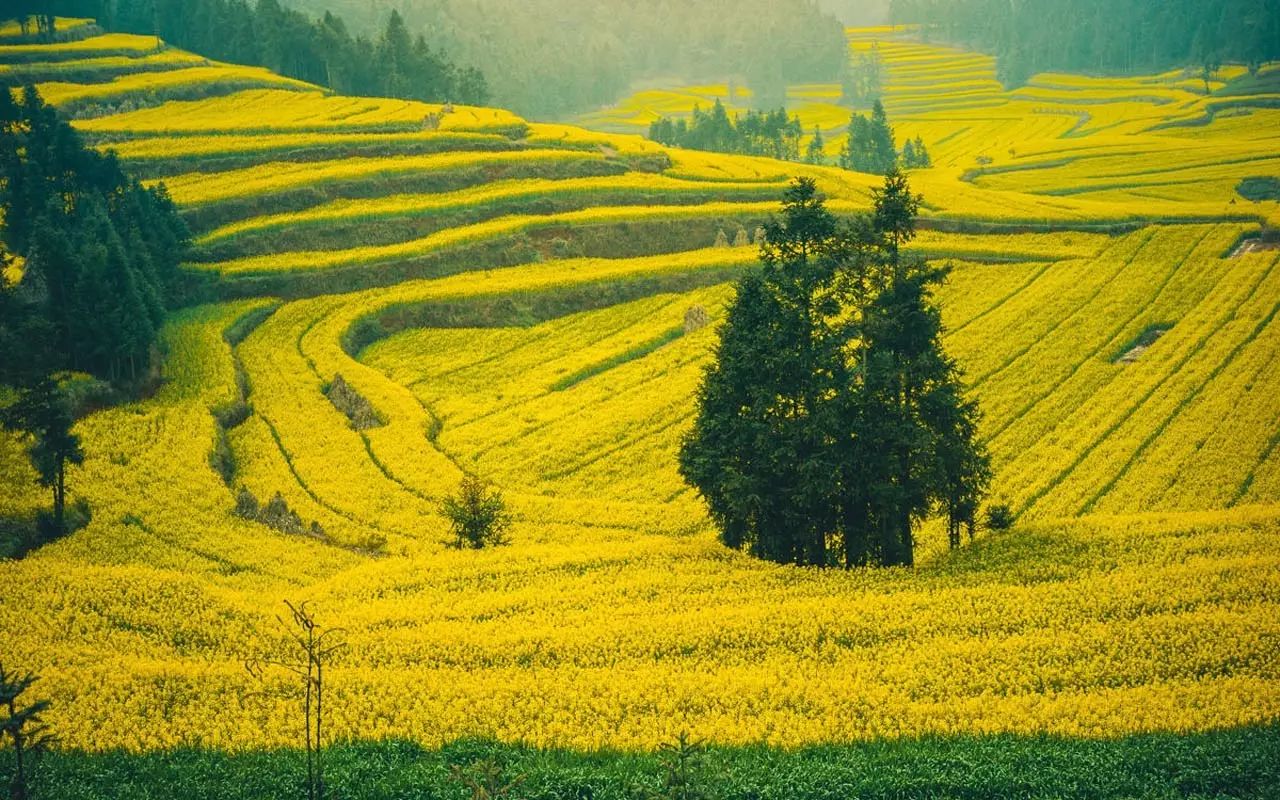 美到窒息的中国最美油菜花海，邂逅花海风景！