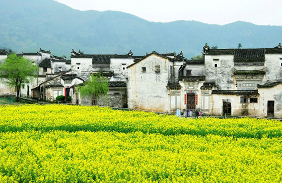 美到窒息的中国最美油菜花海，邂逅花海风景！