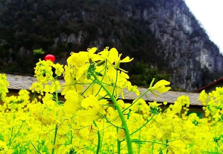 美到窒息的中国最美油菜花海，邂逅花海风景！