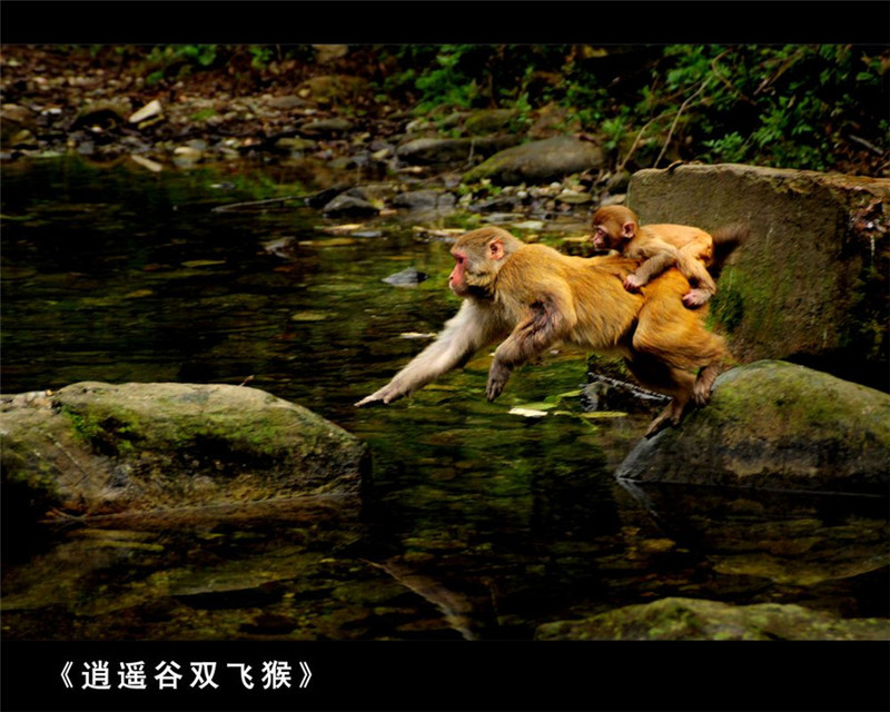 夏日的五岳之冠武当山