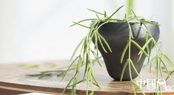 室内风水植物有哪些