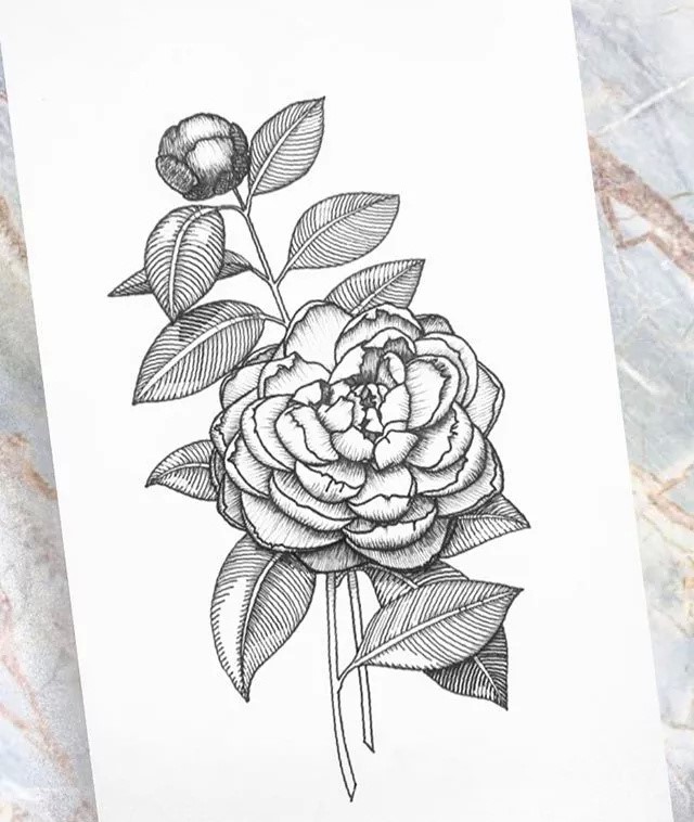 9款黑白简约植物插画：一丝一线的描绘