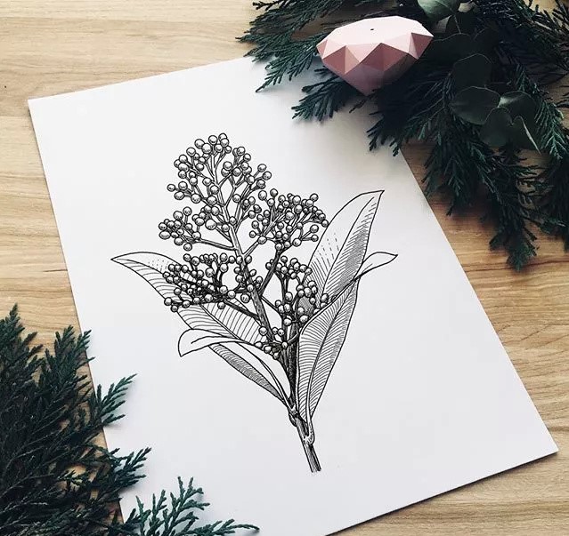 9款黑白简约植物插画：一丝一线的描绘